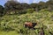 Cows, oaks and Maguey Madrecuishe, nature in san luis potosi, I