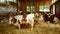 Cows on organic farm organic farming, feed pets, tourists admire happy dairy cows of sustainable. Suitable for both milk meat