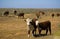 Cows in outback