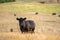 cows in the outback on a farm in australia in summer