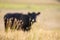 cows in the outback on a farm in australia in summer