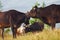 Cows outdoors at Carphatian mountains. Conception of traveling and farming