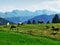 Cows at the outskirts of the Obertoggenburg region