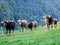 Cows on the outskirts of the Thur river valley