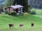 Cows on the outskirts of the Thur river valley