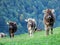 Cows on the outskirts of the Thur river valley