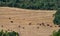 Cows over cultivated wheat field, long shot