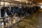 Cows over the feeding table in a farm building