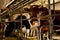 Cows over the feeding table in a farm building