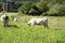 cows pacing in a farm in a sunny valley in the basque country, Spain