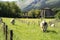 cows pacing in a farm in a sunny valley in the basque country, Spain