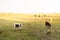 Cows in a paddock