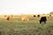 Cows in a paddock