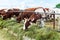 Cows in paddock, pastoral picture on cattle.