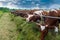 Cows in paddock - pastoral picture on cattle.