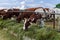 Cows in paddock - pastoral picture on cattle country.