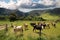 Cows on pasture