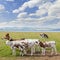 Cows in pasture