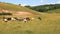 The Cows on Pasture.