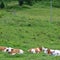 Cows on pasture