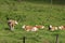 Cows on pasture