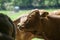 Cows on the Pasture