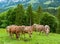 Cows on pasture in Ahorn, Appenzell, Switzerland