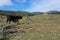 Cows in the pasture Albera massif Spain Catalonia