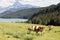 Cows on pasture, Alps in background, Germany