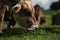 Cows on a pasture in Alps. Cows eating grass. Cows in grassy field. Dairy cows in the farm pastures. Brown cow pasturing