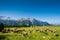 Cows on pasture in beautiful mountain meadow
