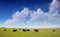 Cows in a pasture, clear blue sky in a sunny spring day, Texas, USA