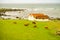 Cows on pasture. Coast landscape, south Norway