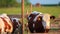 Cows in the Pasture Corral