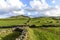 Cows at pasture, Flores island, Azores archipelago (Portugal)