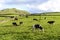 Cows at pasture, Flores island, Azorres archipelago (Portugal)