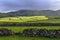 Cows at pasture, Flores island, Azorres archipelago (Portugal)