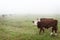 Cows in a Pasture on a Foggy Day