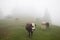 cows on pasture at foggy mountain weather