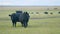 Cows at pasture. Green field background with animal eating grass. Static view.