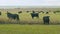 Cows at pasture. Green field background with animal eating grass. Static view.