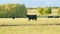 Cows at pasture. Green field background with animal eating grass. Static view.