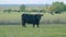 Cows at pasture. Green field background with animal eating grass. Static view.