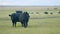 Cows at pasture. Green field background with animal eating grass. Static view.