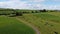 A cows on a pasture in Ireland, top view. Organic Irish farm. Cattle grazing on a grass field, landscape. Animal husbandry. Green