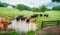 Cows in pasture leaving watering hole