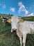 Cows pasture in mountainous area in the Italian Alps.