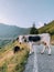 Cows pasture in mountainous area in the Italian Alps.