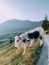 Cows pasture in mountainous area in the Italian Alps.