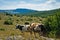 Cows on a pasture, Panoramic view of PeÅ¡ter plateau landscape